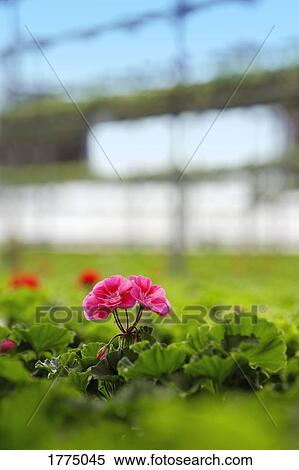 A commercially propagated plant View Large Photo Image Stock Photography - A commercially propagated plant. Fotosearch