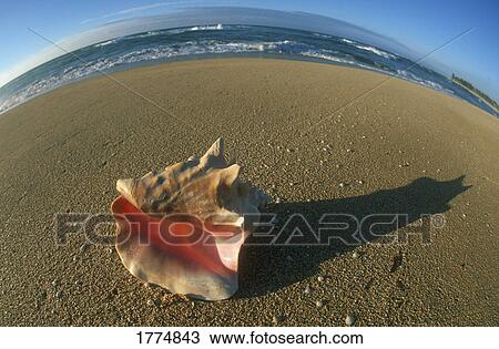 A conch shell View Large Photo Image Stock Image - A conch shell. Fotosearch