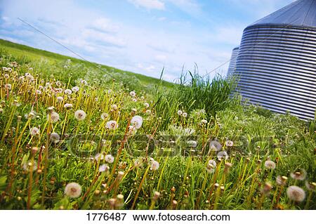 A meadow full of weeds View Large Photo Image Stock Photo - A meadow full of weeds. Fotosearch