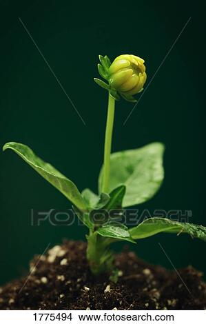 Picture - A new flower. Fotosearch