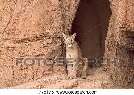 A puma View Large Photo Image Stock Photography - A puma. Fotosearch