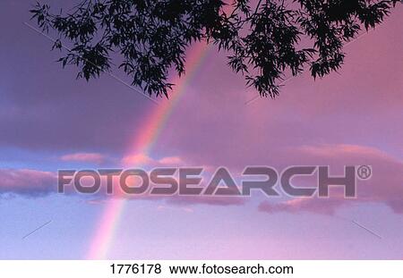 Stock Photo - A rainbow and silhouetted branches. Fotosearch