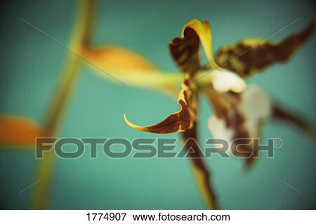 Abstract-plant life View Large Photo Image Stock Photo - Abstract-plant life. Fotosearch