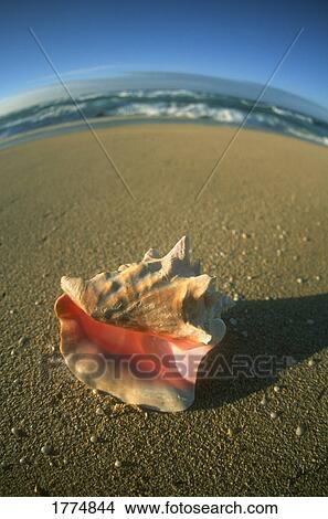 Picture - An empty conch shell. Fotosearch