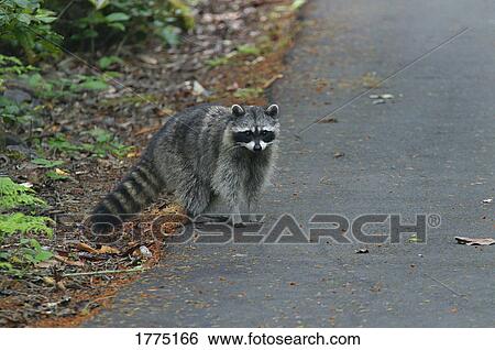 Stock Photograph - An inquisitive raccoon. Fotosearch