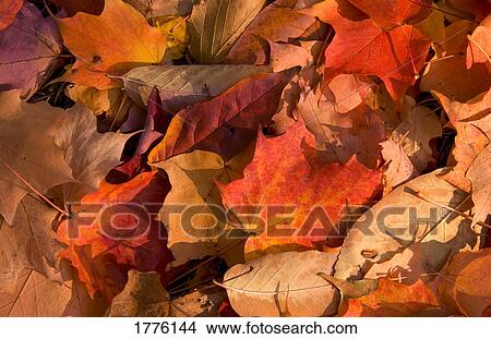 Autumn leaves View Large Photo Image Picture - Autumn leaves. Fotosearch