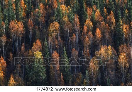 Autumnal woodland View Large Photo Image Stock Image - Autumnal woodland. Fotosearch