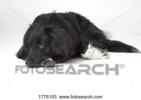 Black and white collie View Large Photo Image Stock Image - Black and white collie. Fotosearch