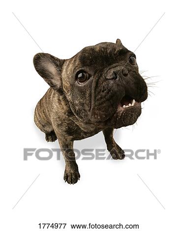 Stock Photo - Black dog. Fotosearch