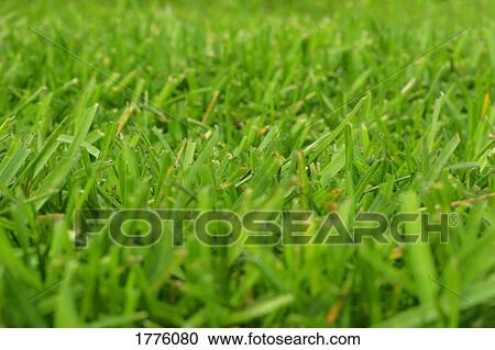 Stock Image - Blades of grass. Fotosearch