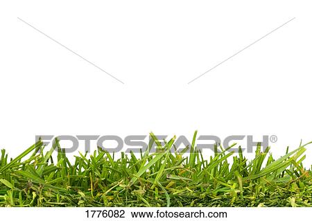 Blades of grass View Large Photo Image Stock Image - Blades of grass. Fotosearch