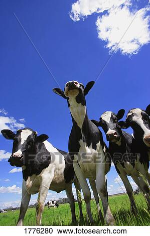 Bug's eye view of Friesian calves View Large Photo Image Stock Image - Bug's eye view of Friesian calves. Fotosearch