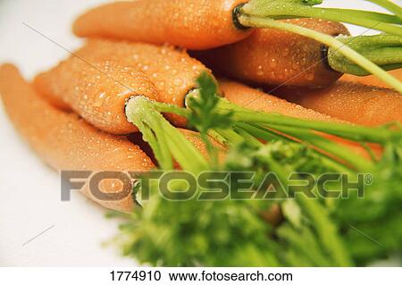 Bunch of fresh carrots View Large Photo Image Stock Image - Bunch of fresh carrots. Fotosearch