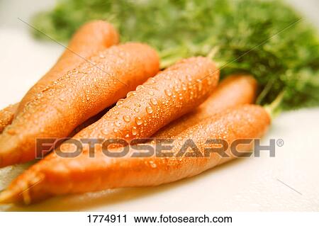 Bunch of fresh carrots View Large Photo Image Stock Image - Bunch of fresh carrots. Fotosearch