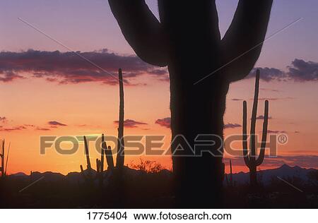 Picture - Cacti silhouettes. Fotosearch