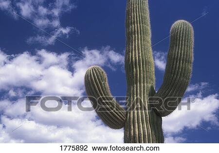 Stock Image - Cacti. Fotosearch