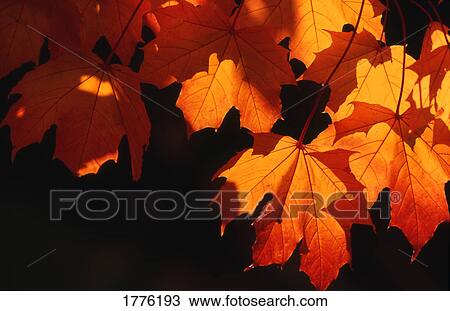 Stock Image - Close up of autumn leaves. Fotosearch
