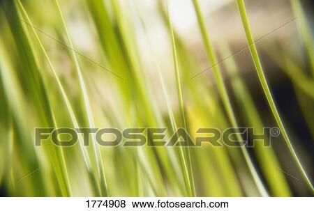 Stock Photo - Close up of blades of grass. Fotosearch