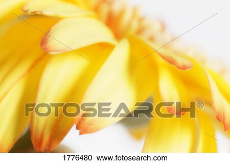 Close up of yellow flower head View Large Photo Image Stock Image - Close up of yellow flower head. Fotosearch