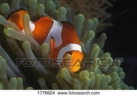Clown fish hiding View Large Photo Image Picture - Clown fish hiding. Fotosearch