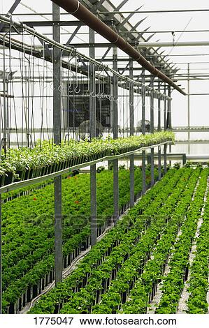 Commercial plant cultivation in greenhouse View Large Photo Image Stock Photo - Commercial plant cultivation in greenhouse. Fotosearch