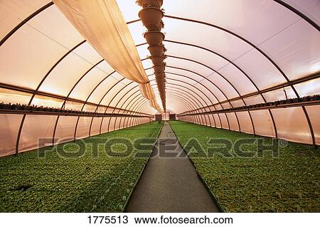Stock Image - Commercial plant nursery. Fotosearch