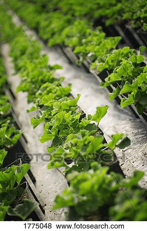 Stock Photo - Commercially cultivated plants. Fotosearch