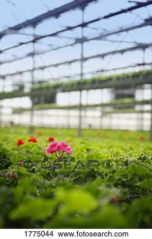 Picture - Commercially grown plants in a greenhouse. Fotosearch