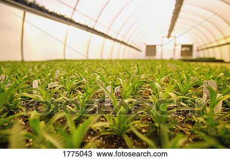 Stock Image - Commercially grown plants in a greenhouse. Fotosearch