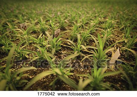 Commercially grown plants View Large Photo Image Stock Image - Commercially grown plants. Fotosearch