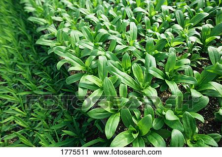 Stock Image - Commercially grown plants. Fotosearch