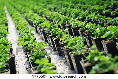 Stock Photo - Commercially grown plants. Fotosearch