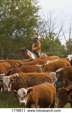 Cowboy on cattle round up in Southern Alberta Canada View Large Photo Image Stock Image - Cowboy on cattle round up in Southern Alberta Canada. Fotosearch