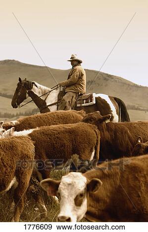 Cowboys on cattle round up Southern Alberta Canada View Large Photo Image Stock Photo - Cowboys on cattle round up Southern Alberta Canada. Fotosearch