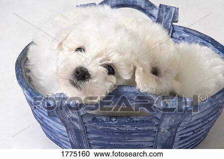 Cute white pups View Large Photo Image Stock Image - Cute white pups. Fotosearch