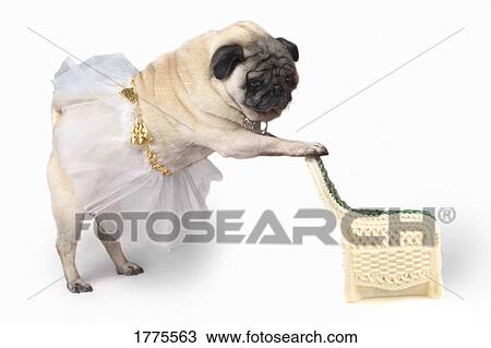 Stock Image - Dancing Pug. Fotosearch