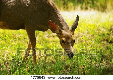 Deer grazing View Large Photo Image Stock Image - Deer grazing. Fotosearch