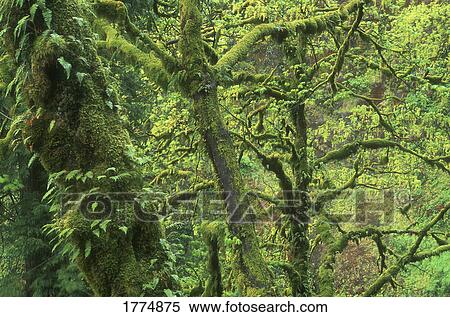 Dense woodland View Large Photo Image Stock Photography - Dense woodland. Fotosearch