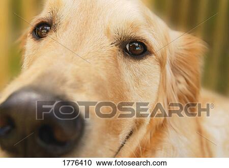 Dog face View Large Photo Image Stock Image - Dog face. Fotosearch