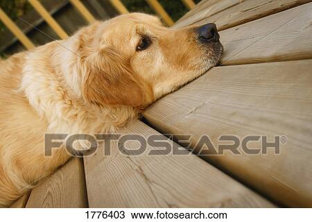 Stock Image - Dog resting. Fotosearch