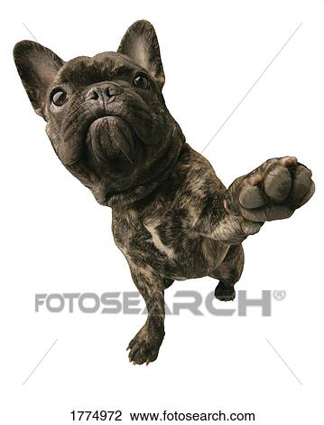 Stock Image - Dog with paw raised. Fotosearch