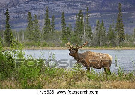Elk View Large Photo Image Stock Photograph - Elk. Fotosearch