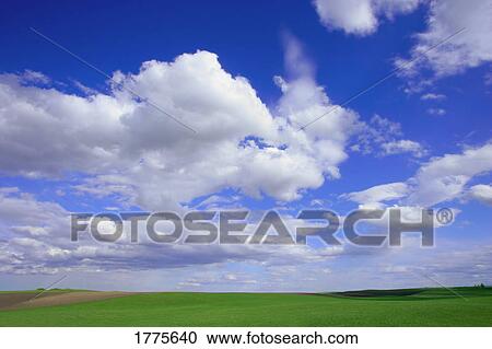 Endless green field View Large Photo Image Stock Image - Endless green field. Fotosearch