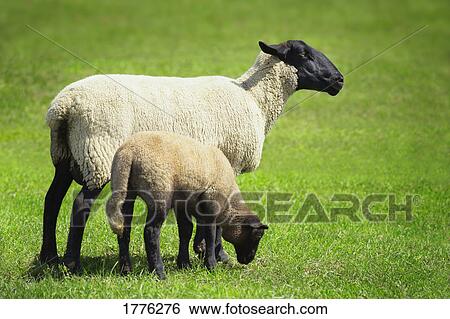 Ewe and her lamb View Large Photo Image Stock Photograph - Ewe and her lamb. Fotosearch