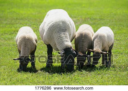 Stock Photograph - Ewe and her three lambs. Fotosearch