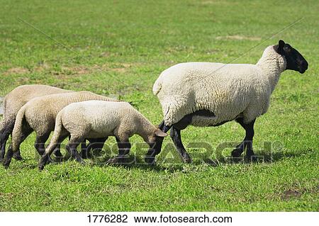 Stock Image - Ewe and three baby lambs. Fotosearch