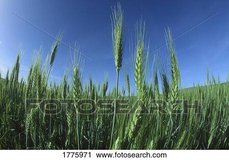 Stock Image - Field ready for harvest. Fotosearch
