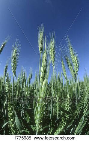 Stock Photography - Field ready for harvest. Fotosearch