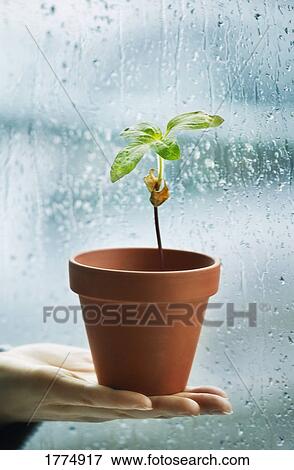 Fledgling plant View Large Photo Image Stock Photo - Fledgling plant. Fotosearch