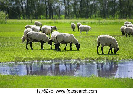 Flock of grazing sheep View Large Photo Image Stock Photography - Flock of grazing sheep. Fotosearch
